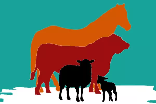 a3 Livestock Listings