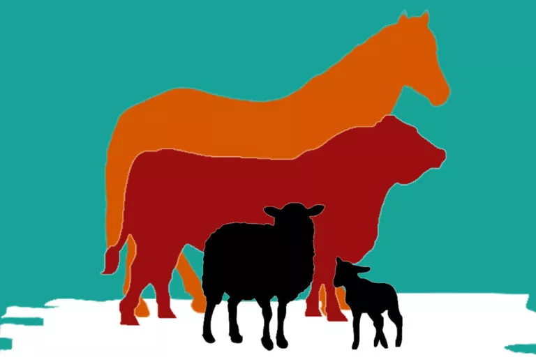 livestock listing card template wordpress